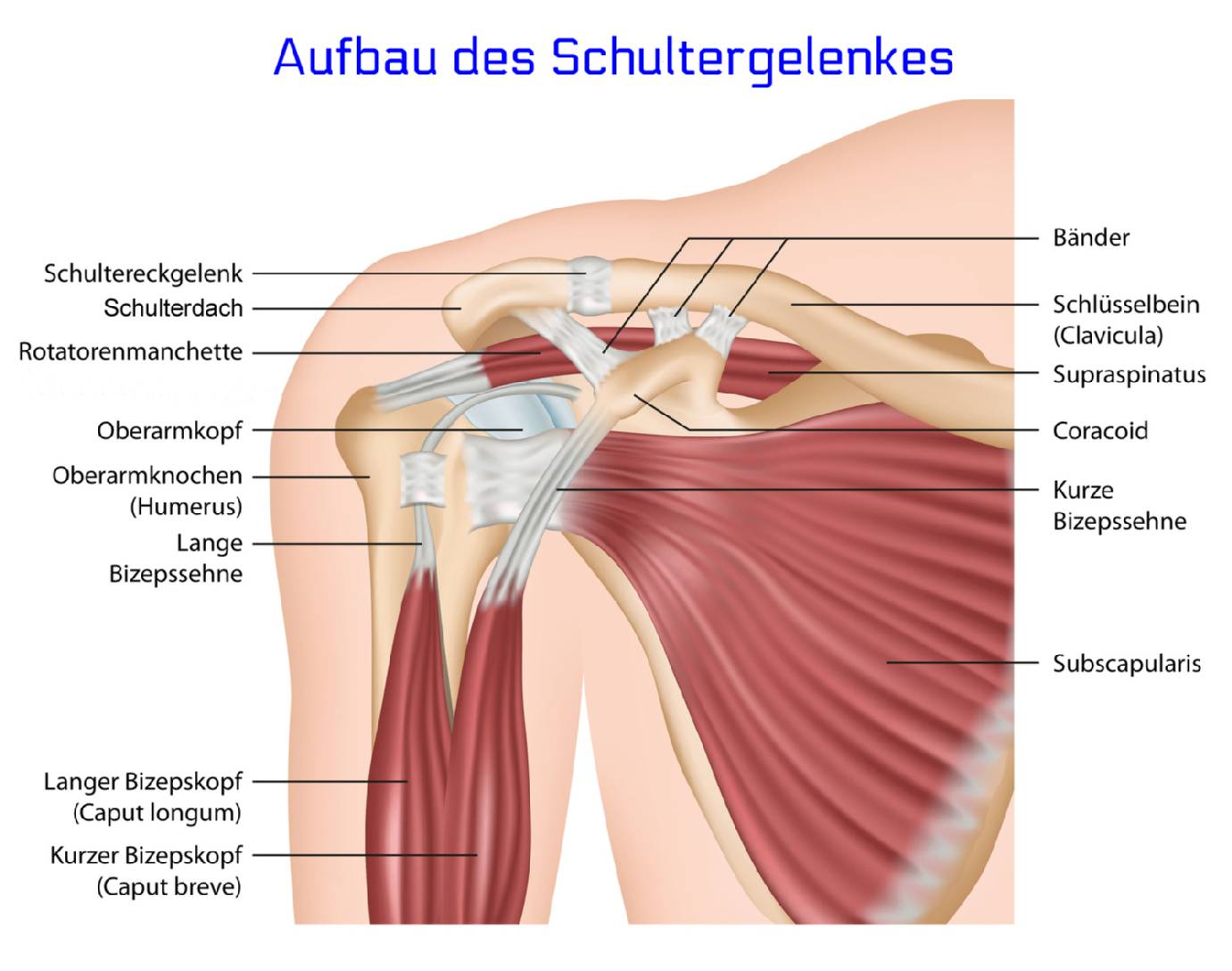 Aufbau Schultergelenk