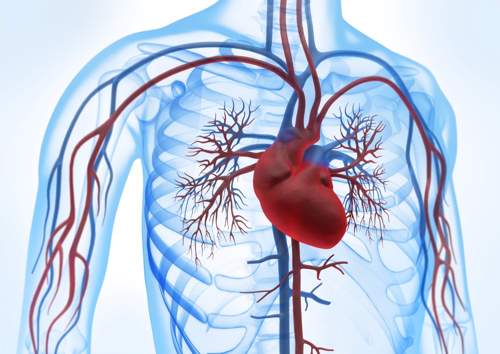 Lassen Sie sich bei koronarer Herzerkrankung in unserem Disease-Management-Programm in der Hausarztpraxis in Pulheim behandeln