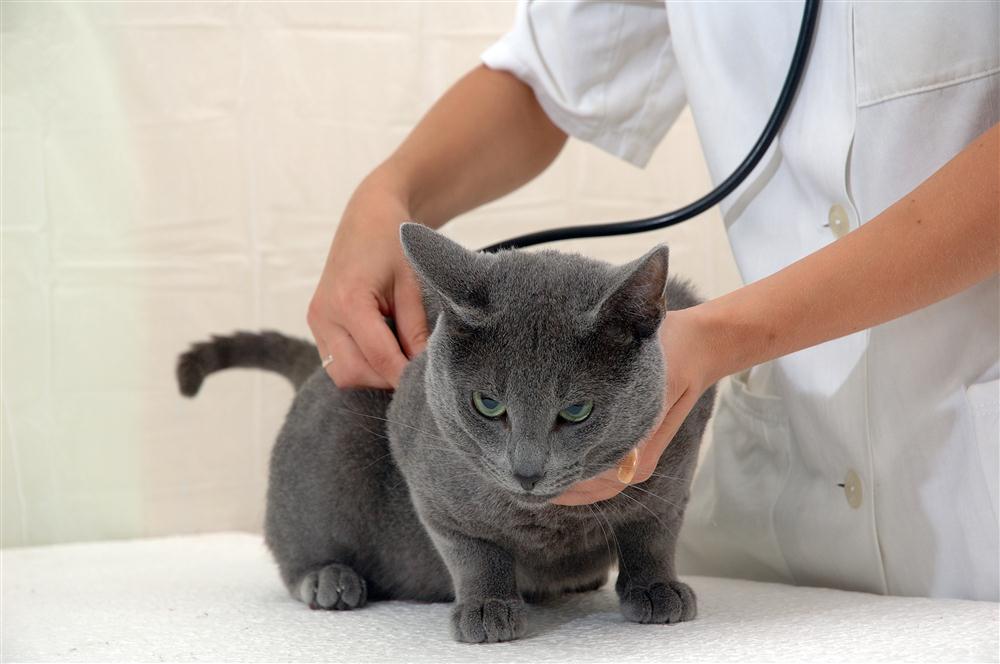 Zu den Leistungen unserer Kleintierpraxis in Detmold gehören alle gängigen Operationen (inklusive Kastration) an Katzen.