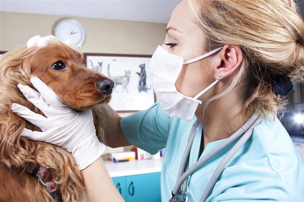 Wir bieten für Ihre Hunde und andere Klein- und Heimtiere auch Augenuntersuchungen.
