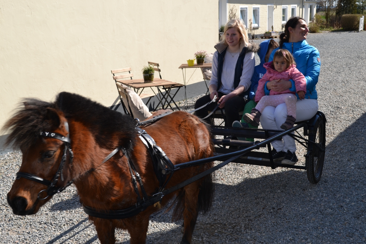 Für die größeren Kinder stehen auch Haflinger Pferde an unserem Ostsee Bauernhof zur Verfügung