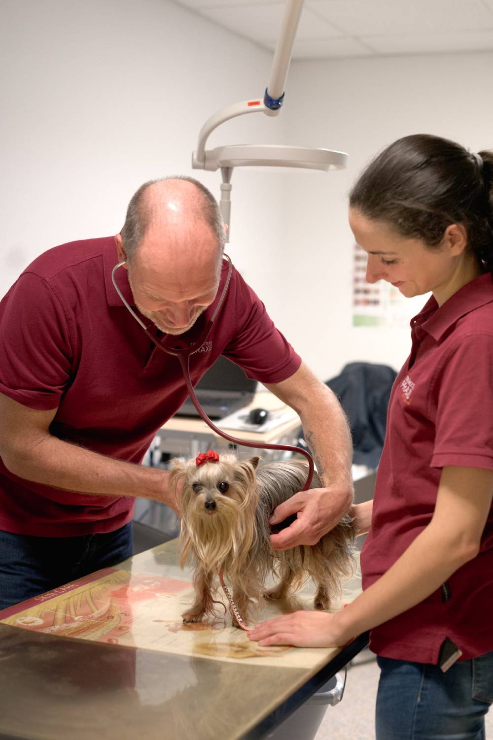 Wir stehen Ihnen in Fürth nicht nur als Tierarzt für Katzen, sondern auch für Hunde, Kaninchen, Meerschweinchen und Nager zur Verfügung.