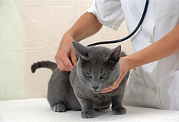 Kastration, Zahnbehandlung und andere tierärztliche Behandlungen bietet Ihnen Ihr Tierarzt in Eichenzell