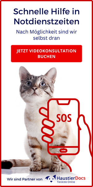 HaustierDocs Videokonsultation im Notdienst