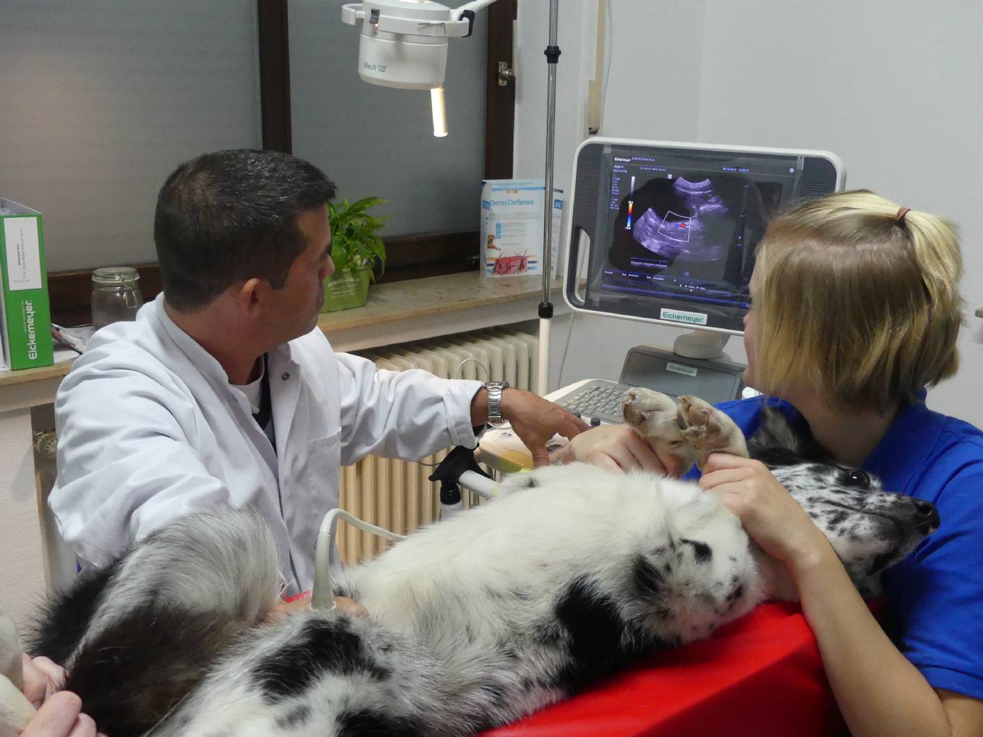 Knochen-, Gelenks- und Weichteilchirurgie für Tiere in der Tierarztpraxis Heidenoldendorf in Detmold