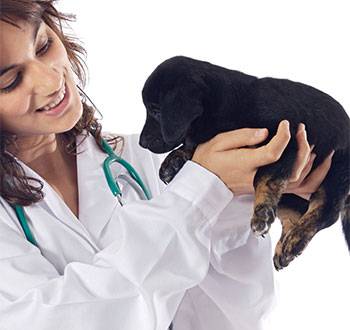 Sie brauchen einen Tierarzt für Ihr Kleintier oder Heimtier? Besuchen Sie unsere Praxis in Birken-Honigessen.