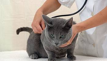 Ihr Kleintier oder Heimtier hat Beschwerden? Kommen Sie zu unserem Tierarzt in Birken-Honigessen.