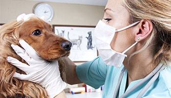 In der Praxis unseres Tierarzts übernehmen wir Röntenaufnahmen und Operationen Ihres Kleintiers oder Heimtiers. Besuchen Sie uns in Birken-Honigessen.