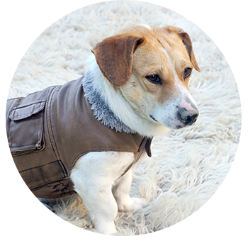 Einzeltraining für Ihren Hund, Beratungen für Besitzer mit Handicap, die sich einen Hund wünschen und vieles mehr – hier finden Sie unsere Preise in Saarlouis.