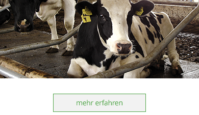Als Ihr Großhandel in Mühlberg/Elbe versorgen wir Sie mit allem nötigen für Ihre Rinder: Vom Klauenbad, über Tränken bis hin zu Gummimatten ist alles vorbei.