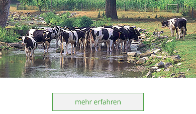 Sie möchten Ihre Rinder gut umsorgt wissen? Bei uns erhalten Sie alles, was sie dazu benötigen: Tränken, Klauenbad, Gummimatten und vieles mehr. Kontaktieren Sie unseren Großhandel in Mühlberg/Elbe.