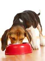 Unser Tierarzt berät Sie zu der richtigen Ernährung für Ihren Hund in Merseburg.