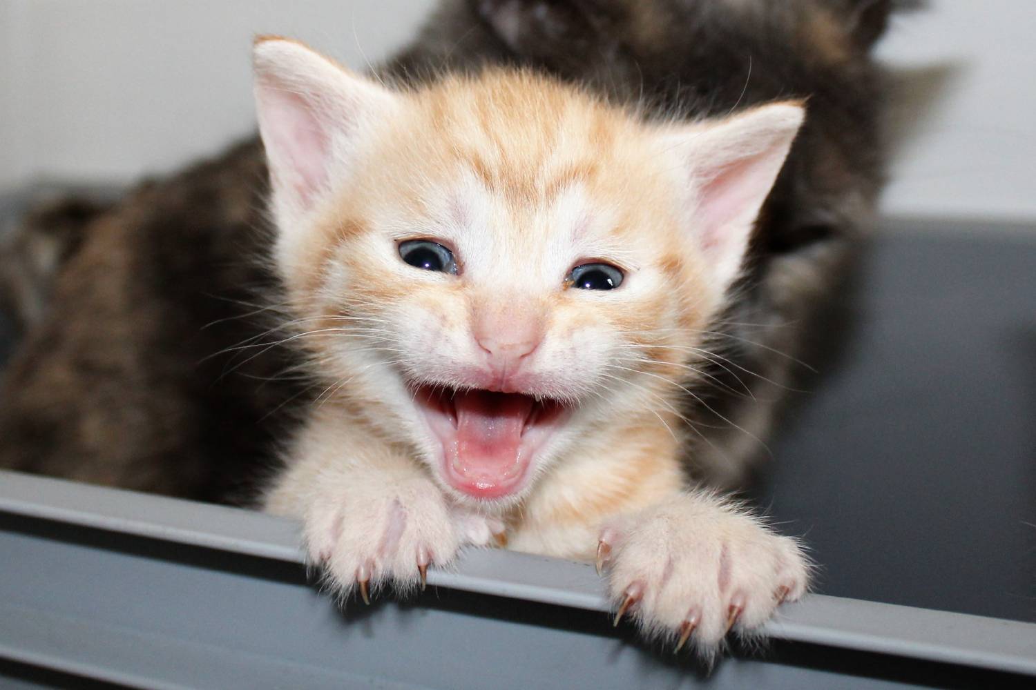 tierarzt in merseburg tierarztpraxis astrid rollin katzenzahnheilkunde