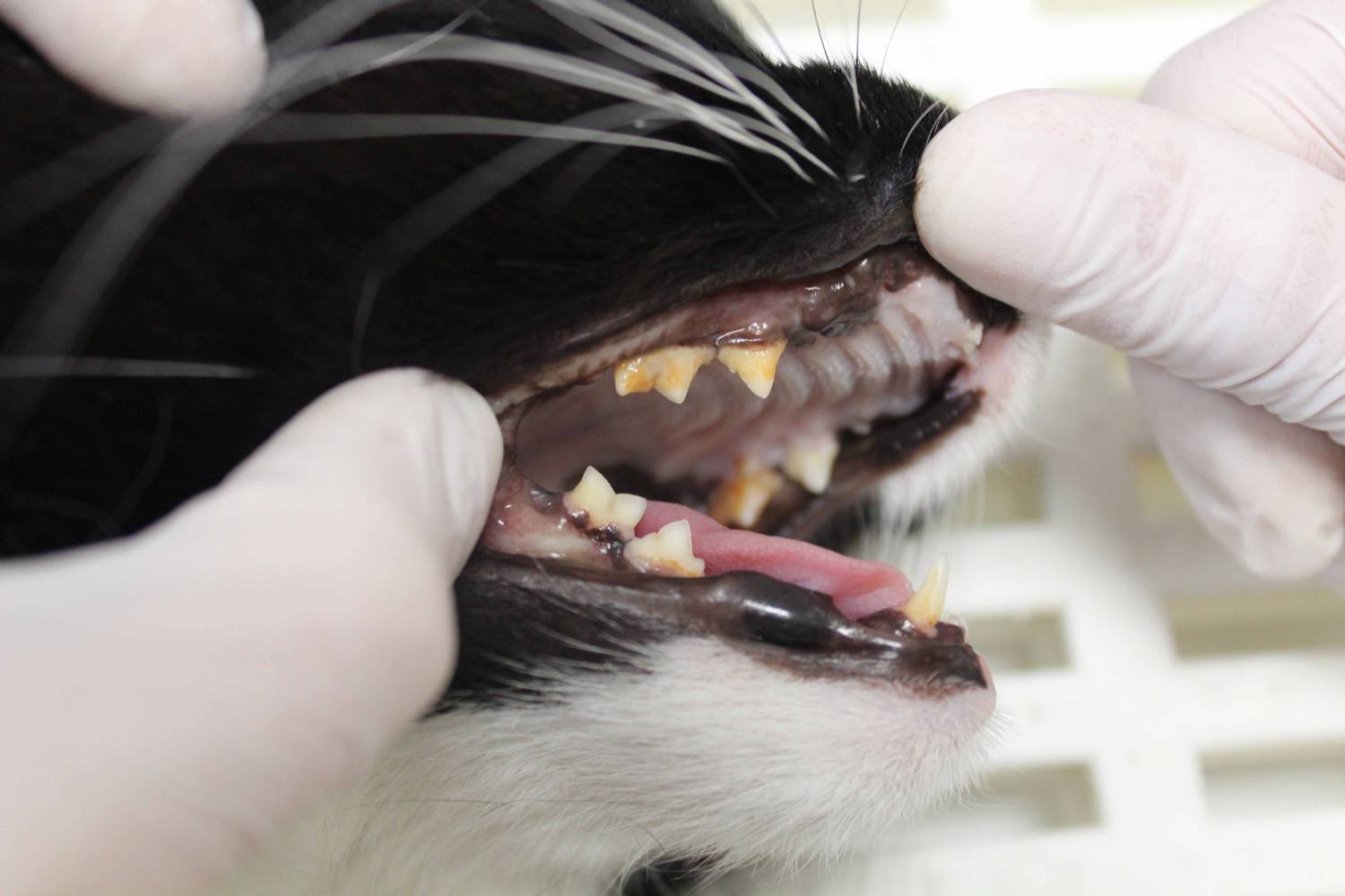 Zahnbilder Katze(15)