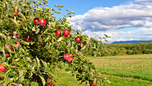 Bringen Sie Ihre Äpfel in Dornstetten vorbei und tauschen Sie Ihren Wert der Ernte in von den jeweiligen Firmen entsprechenden Saft zum Lohnmostpreis.