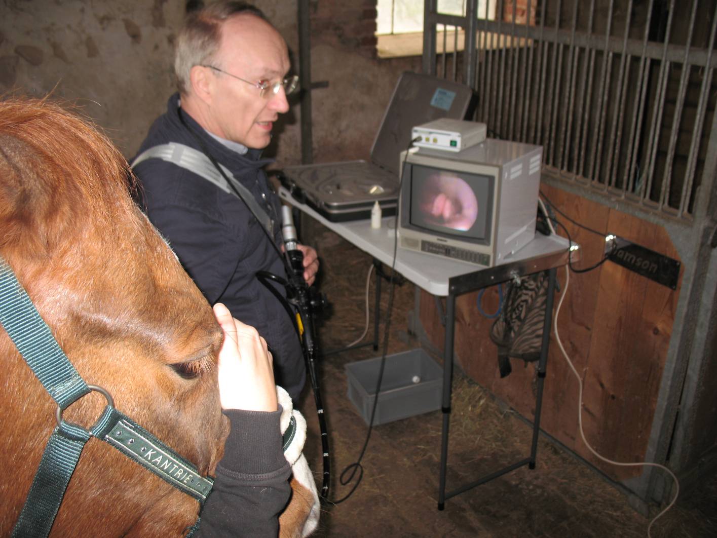 Endoskopie per Video Pferd Kehlkopf Luftröhre