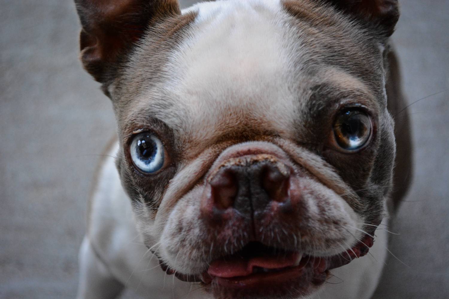 Folgen von Qualzuchten - Was Französische Bulldoggen krank macht