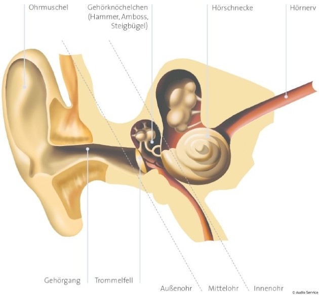 Wir sind Ihr Experte für Hörakustik in Münsingen. Bei Beschwerden bezüglich der Krankheit Tinnitus oder auch bei Problemen mit dem Hörgerät sind sie bei uns bestens aufgehoben.