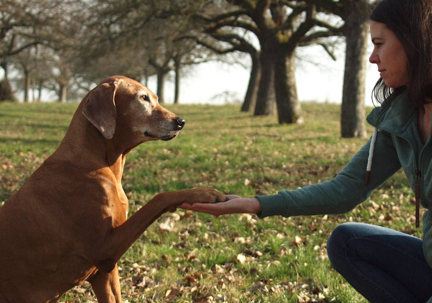 Sie sind auf der Suche nach Tierphysiotherapie? In Obertshausen und mobil-Wetterau bin ich Ihre Ansprechpartnerin für Hundephysiotherapie.