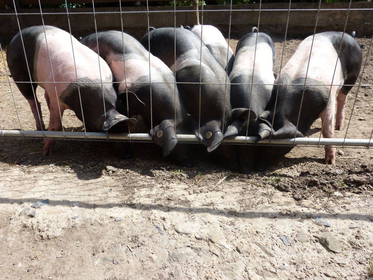 schweine2