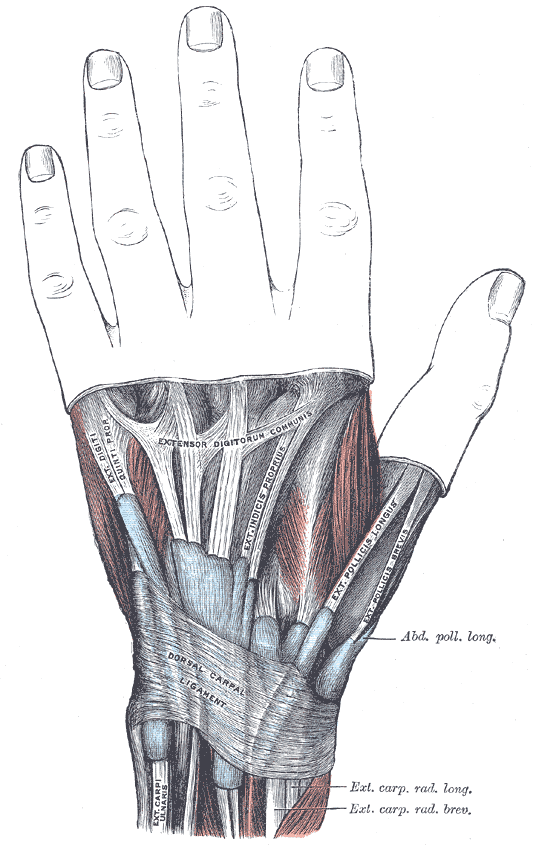 Sehnenscheide entzündet handgelenk gips